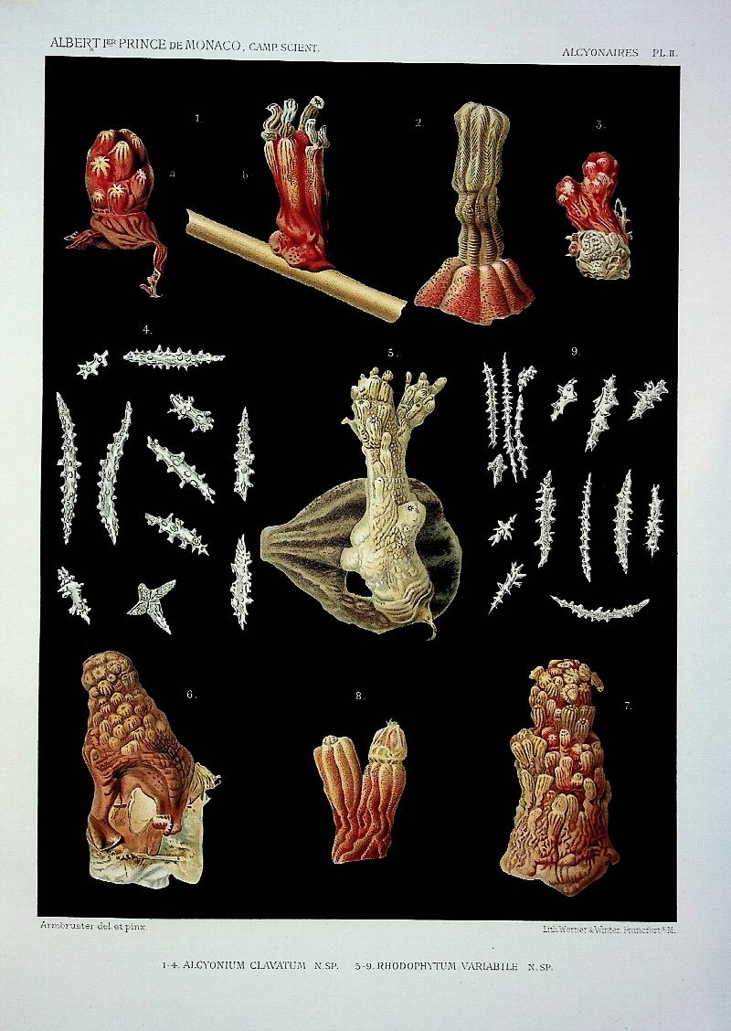 Image for Alcyonaires provenant des campagnes de l'Hirondelle (1886-1888)