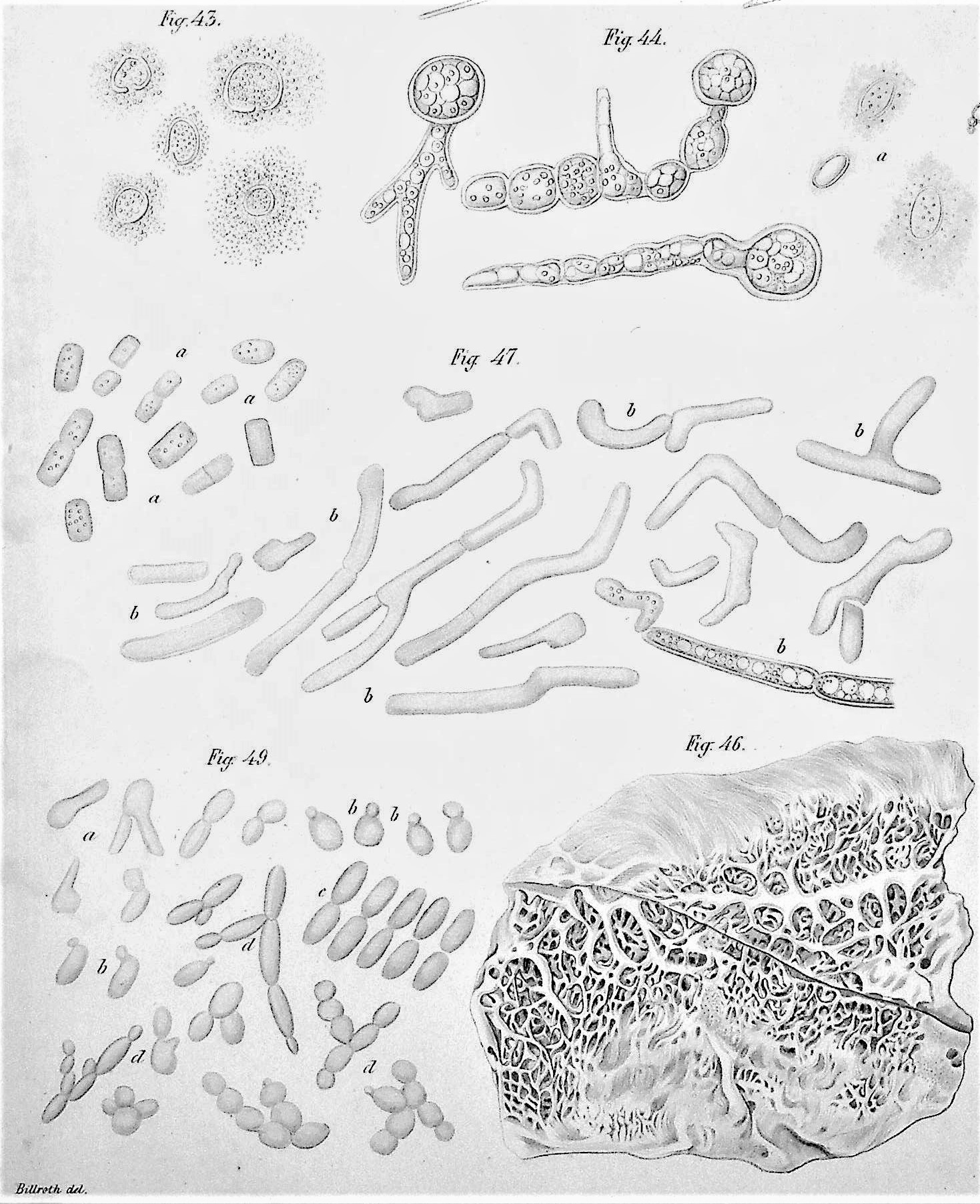 Image for Untersuchungen uber die Vegetationsformen von Coccobacteria septica und den Antheil, welchen sie an der Entstehung und Verbreitung der accidentellen Wundkrankheiten haben. Versuch einer wissenschaftlichen Kritik der verschiedenen Methoden antiseptischer Wundbehandlung.
