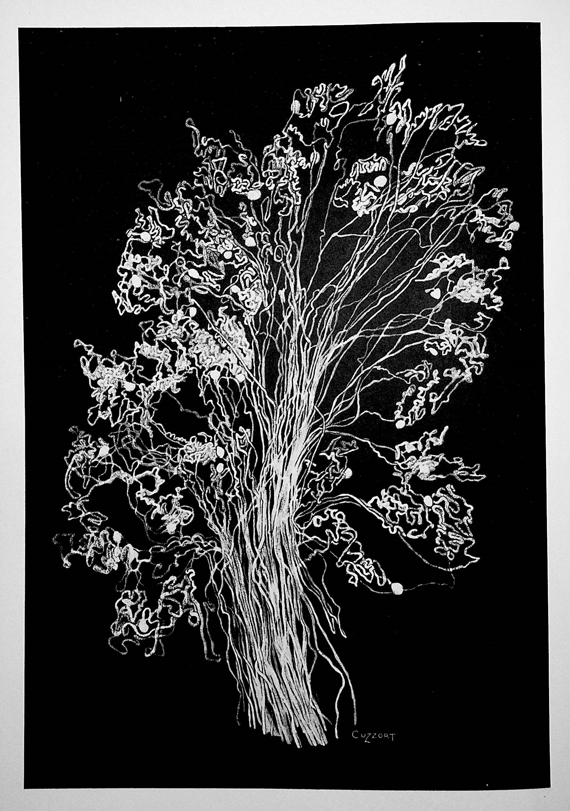 Image for Architecture of the Kidney in Chronic Bright's Disease