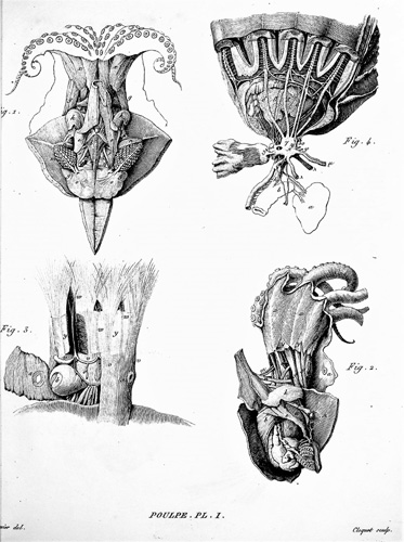 Image for Memoires pour servir a l'Histoire et a l'Anatomie des Mollusques