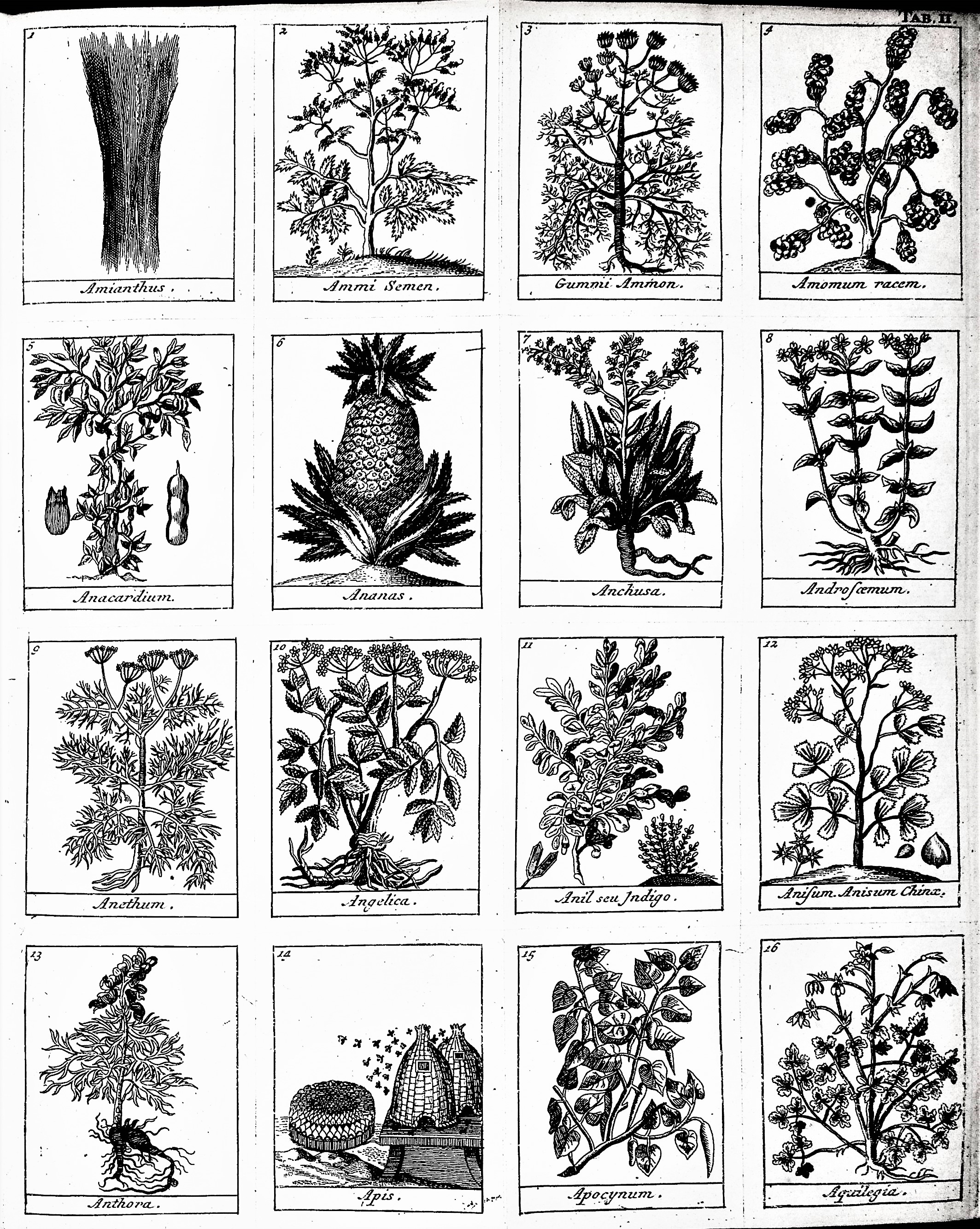 Image for Dictionaire ou Traite Universel des Drogues Simples