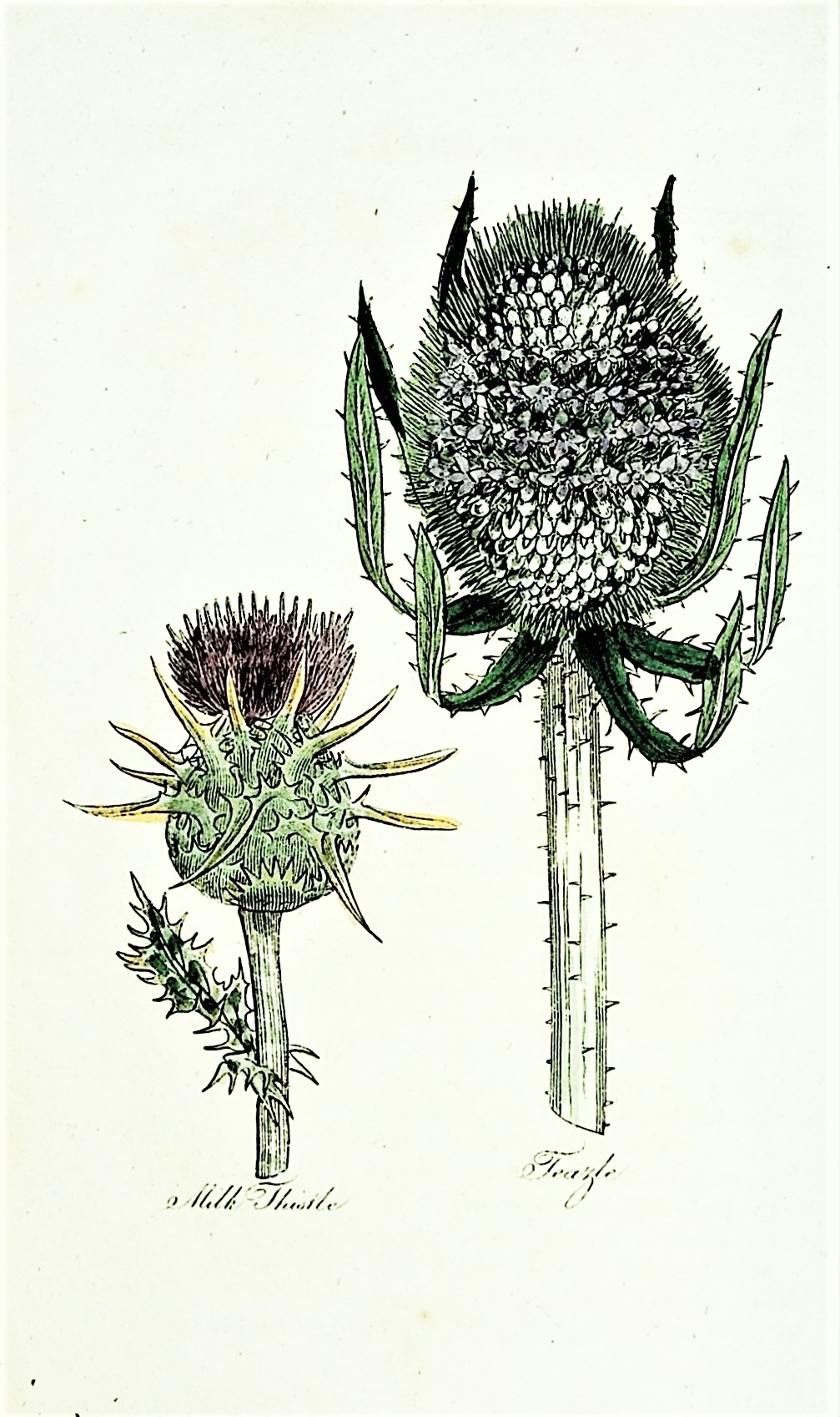 Image for The Family Herbal, or an Account of All Those English Plants, which are Remarkable for their Virtues, and of the Drugs which are produced by Vegetables of other Countries; with their Descriptions and Their Uses, as proved by experience, embellished with Fifty-Four Coloured Plates