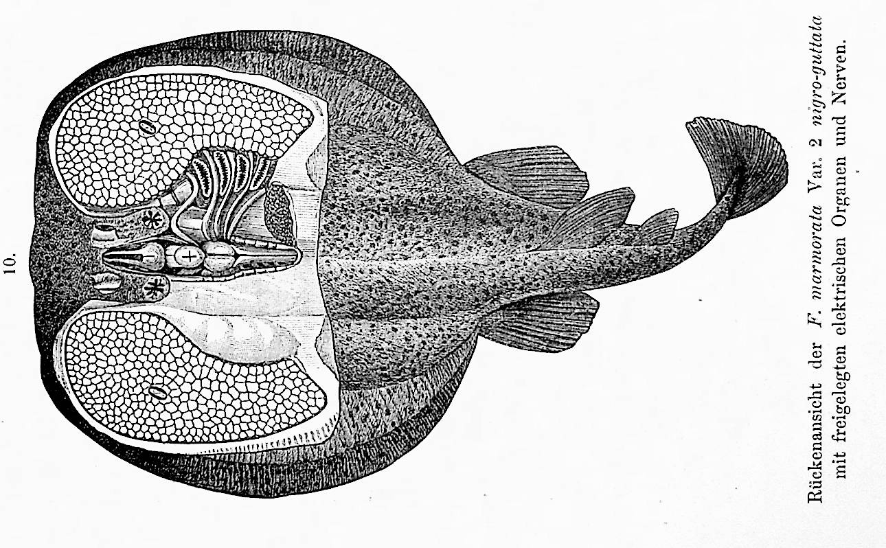 Image for Die Electrischen Fische. Nach Neuen Untersuchungen Anatomisch-Zoologisch Dargestellt. Vol. I Malopterurus electricus; Vol. II Die Torpedineen