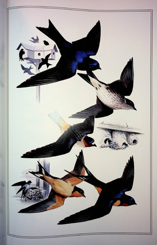 Image for The Field Guide Art of Roger Tory Peterson. Vol. I Eastern Birds and Vol. II Western Birds
