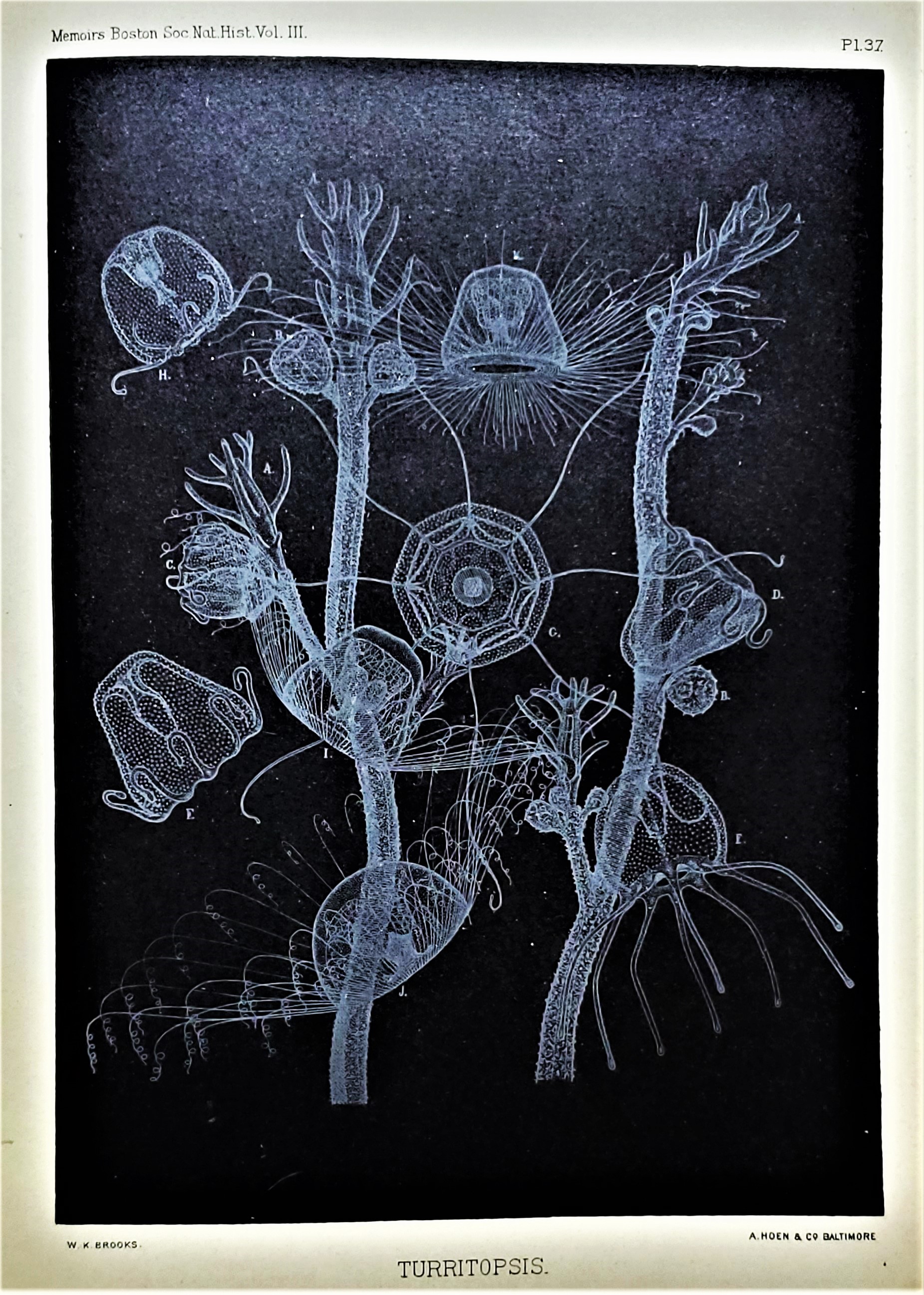 Image for Selected Morphological Monographs. Memoirs from the Biological Laboratory of the Johns Hopkins University, reprinted from the Philosophical Transactions of the Royal Society of London, Memoirs of the Boston Society of Natural History, and the Report on the Scientific Results of the Voyage of H.M.S. Challenger