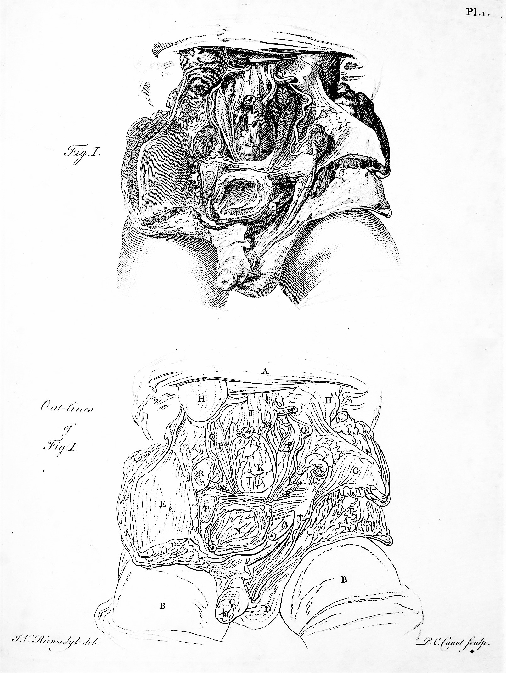 Image for Observations on Certain Parts of the Animal Oeconomy