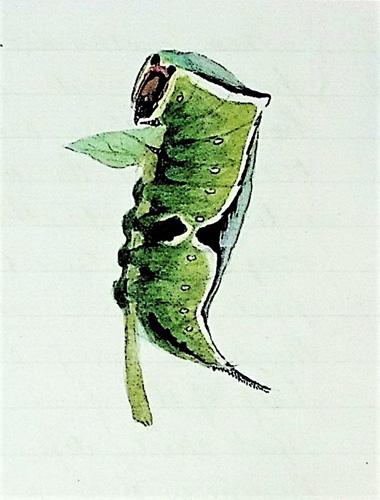 Image for Observations of Insects of Northamptonshire with Watercolor, Pen & Ink, and Pencil Illustrations