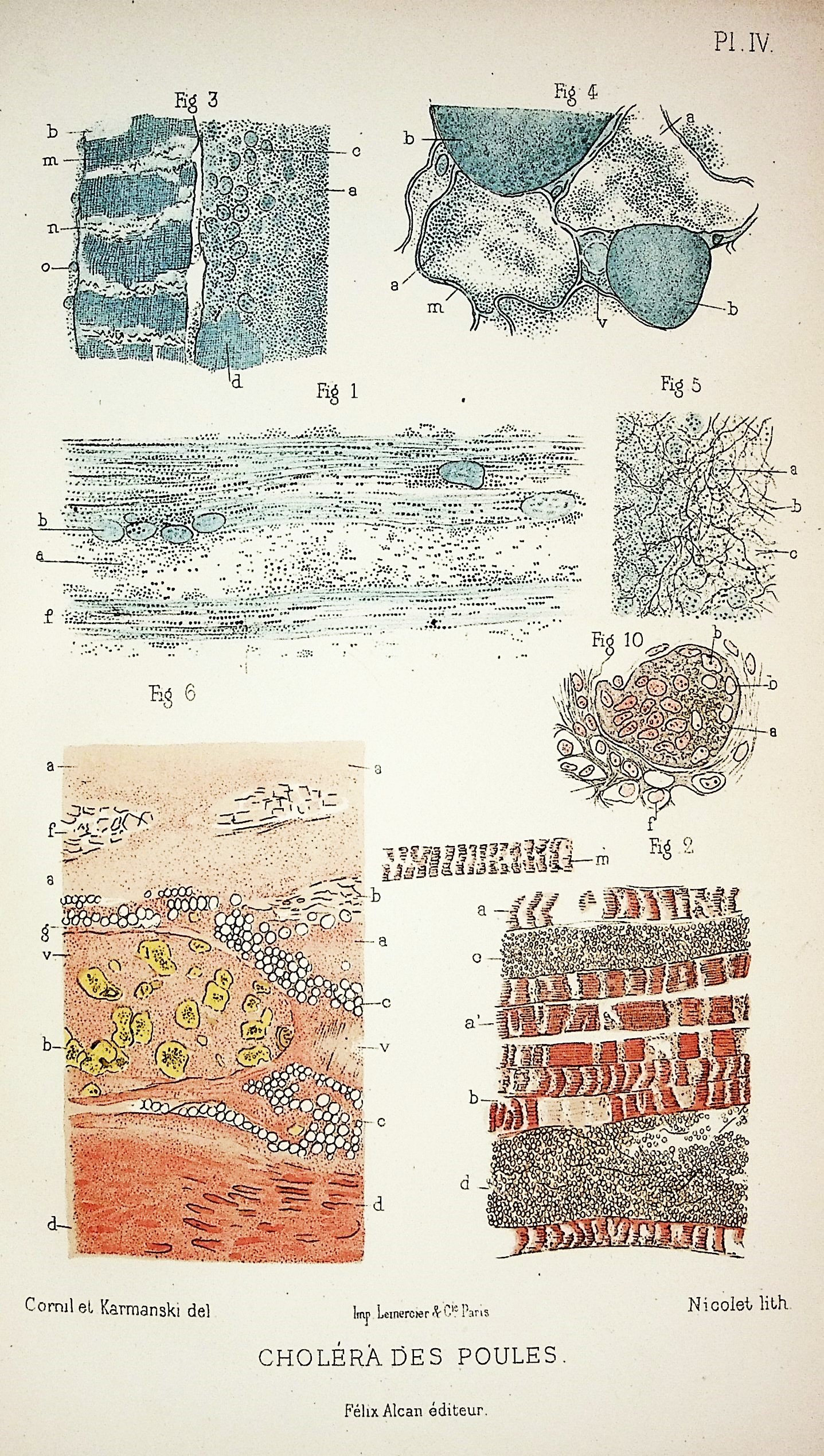 Image for Les Bacteries et Leur Role Dans l'Anatomie et l'Histologie Pathologique des Maladies Infectieuses