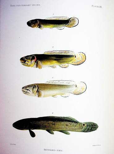 Image for Mark Anniversary Volume to Edward Laurens Mark, Hersey Professor of Anatomy and Director of the Zoological Laboratory at Harvard University in Celebration of Twenty-five Years of Successful Work for the Advancement of Zoology from his former Students 1877-1902
