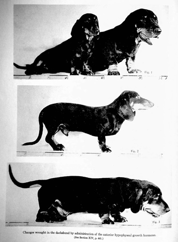 Image for The Growth and Gonad-Stimulating Hormones of the Anterior Hypopysis