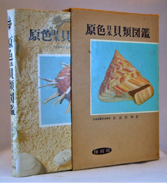 Image for Coloured Illustrations of the Shells of Japan