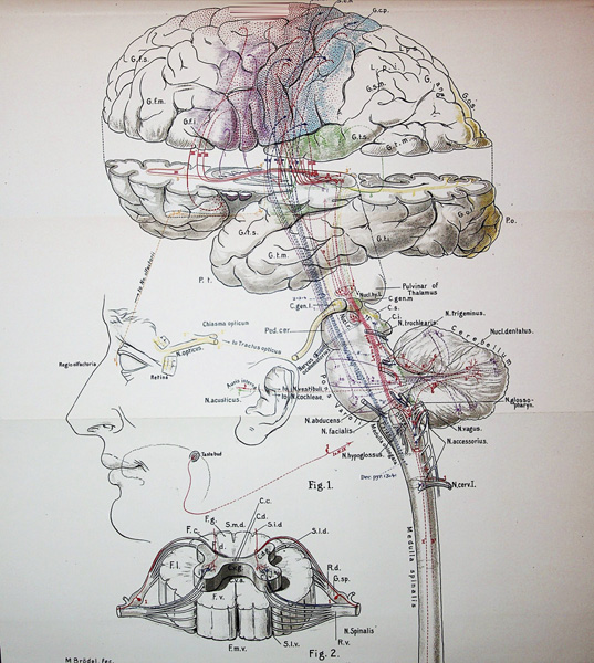 nervous system stamp nervous system stamp