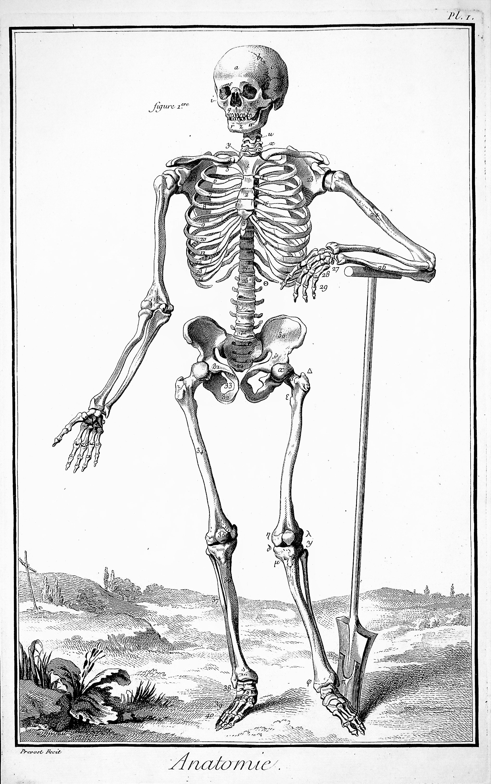 Image for Encyclopedie, Anatomie Plate I. The skeleton seen from the front, after Vesalius
