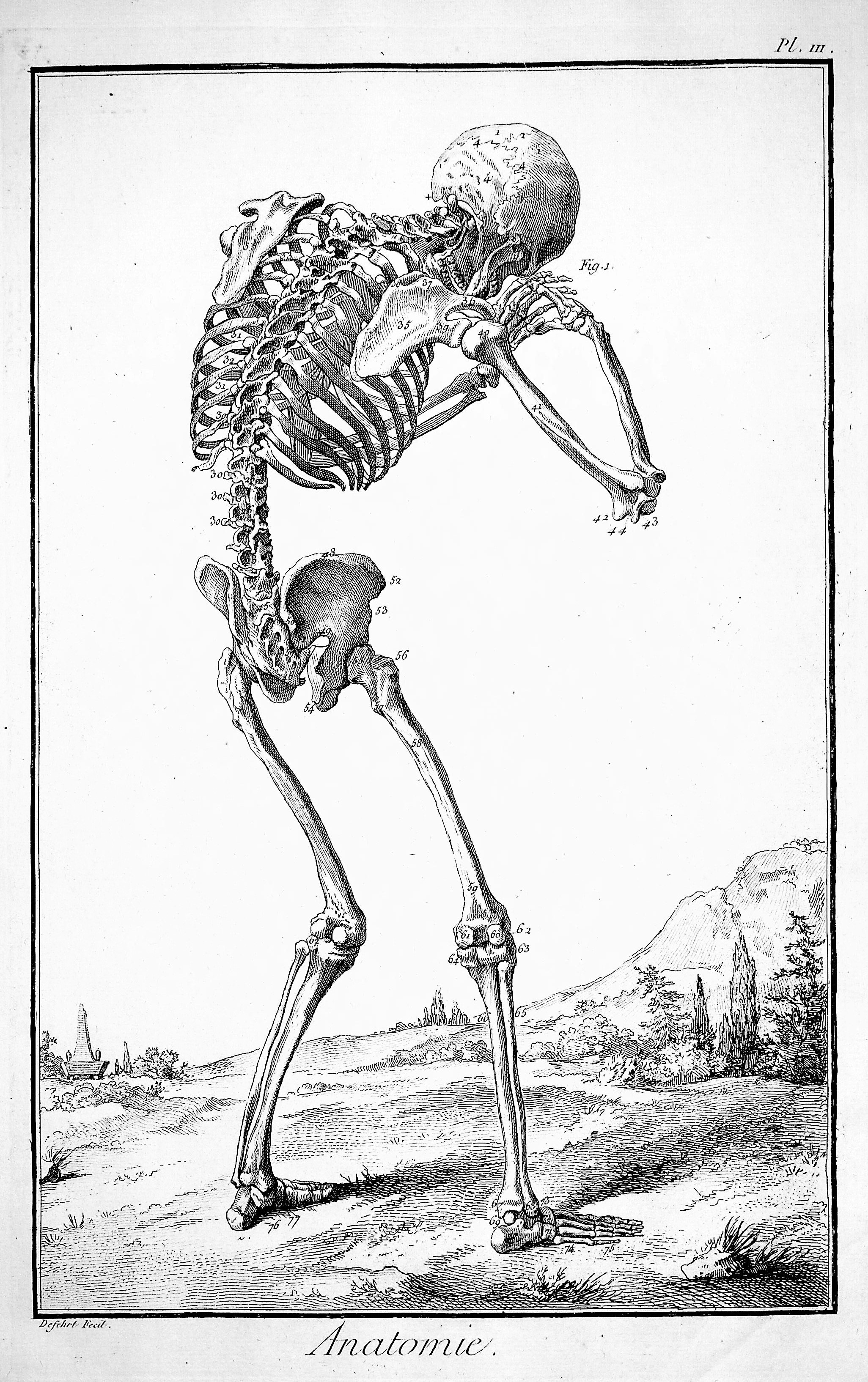 Image for Encyclopedie, Anatomie Plate III. The skeleton seen from behind, after Vesalius