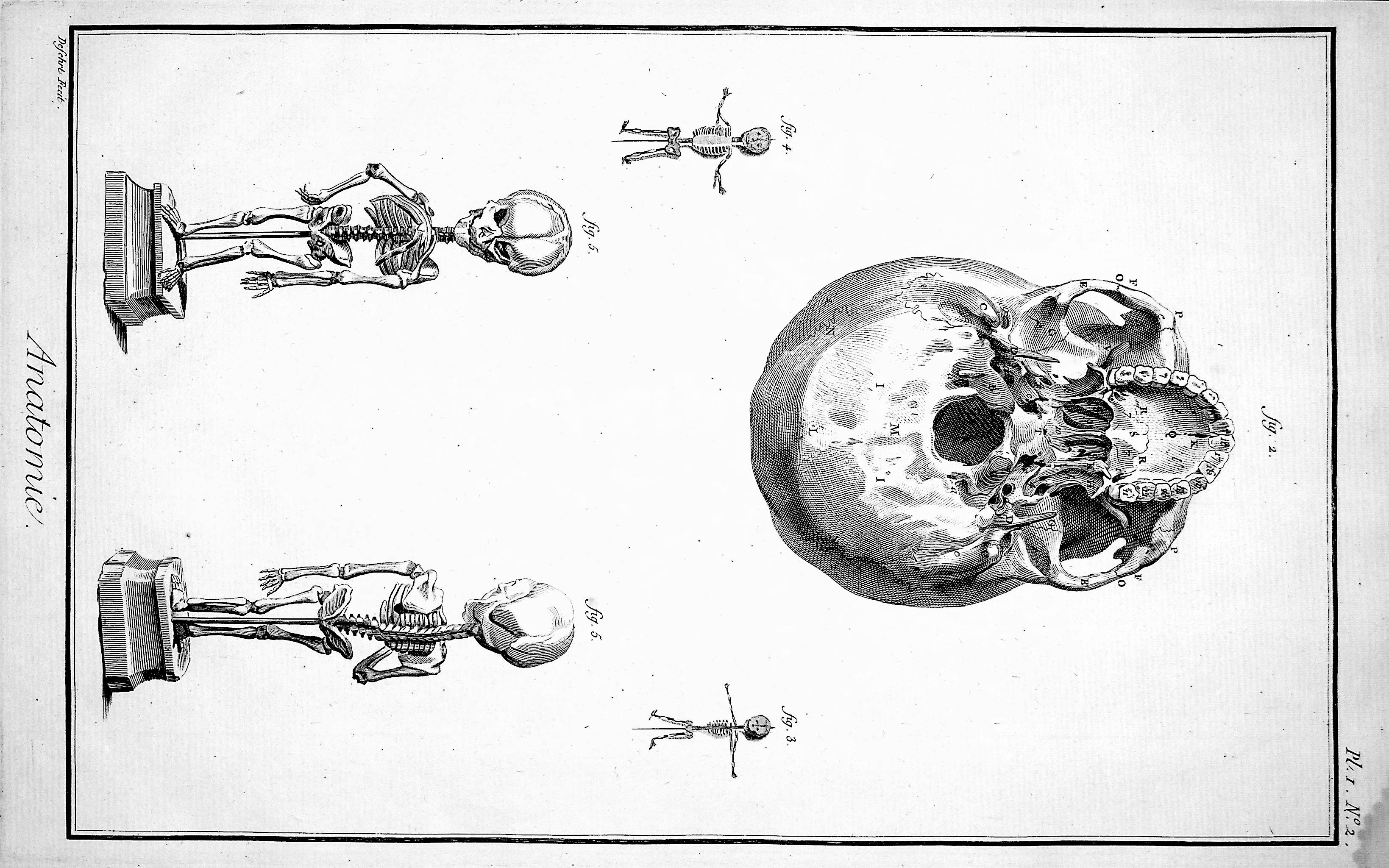 Image for Encyclopedie, Anatomie Plate I No 2. The head of the skeleton seen from below with several fetuses