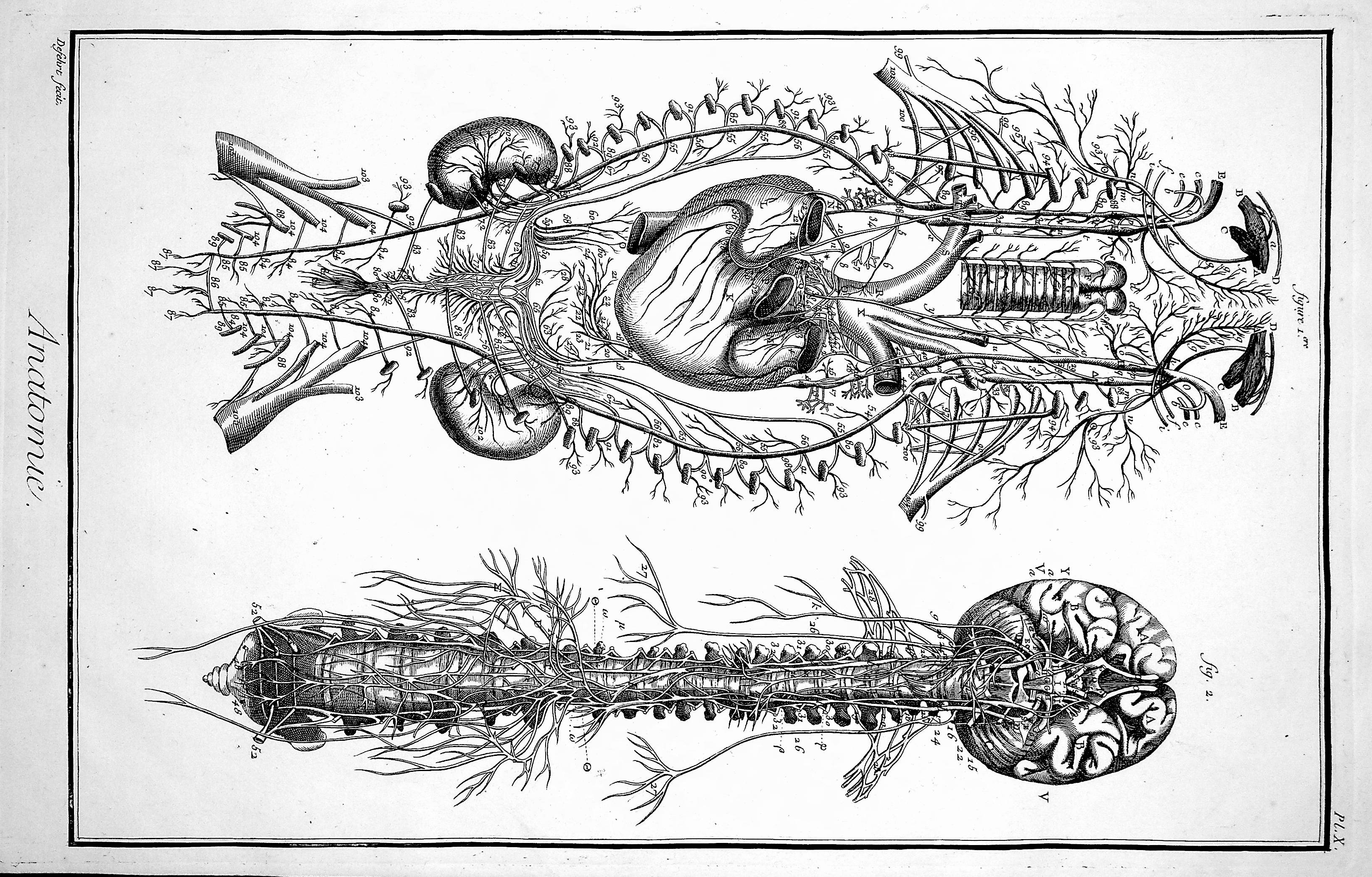 Image for Encyclopedie, Anatomie Plate X. Neurology, after Vieussens and Eustachi