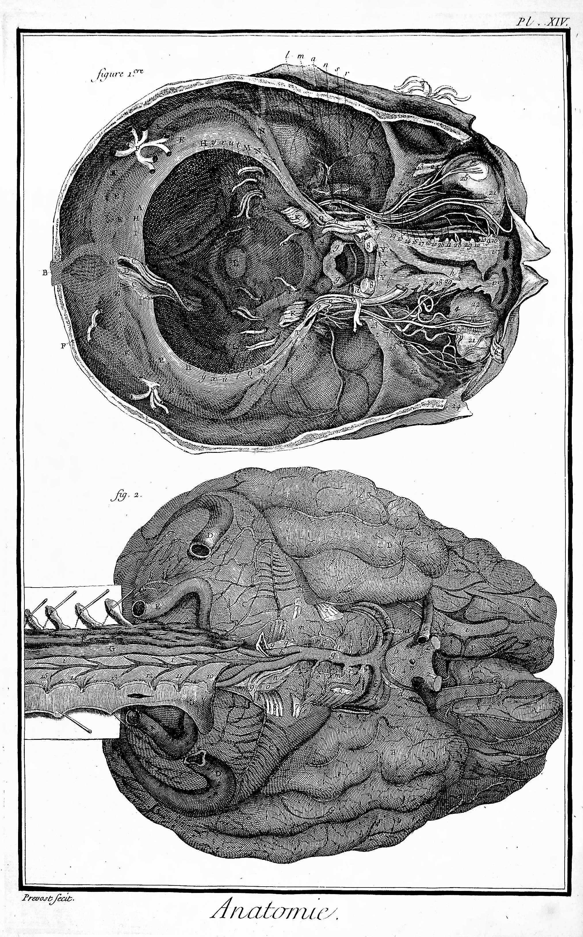 Image for Encyclopedie, Anatomie Plate XIV. Interior of the brain and the cerebellum, after Haller and Ridley