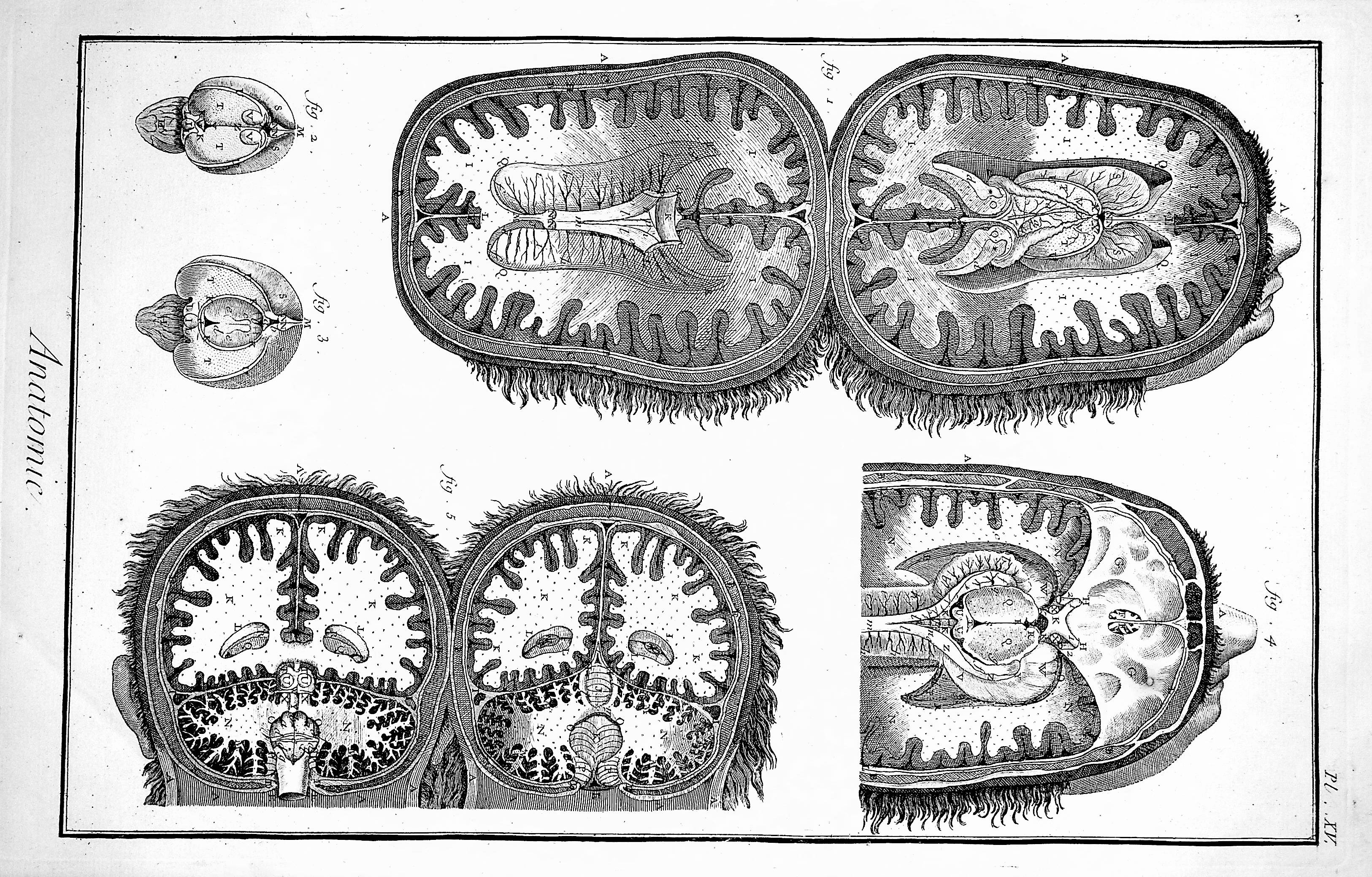 Image for Encyclopedie, Anatomie Plate XV. The cavities of the brain and cerebellum, after Tarin