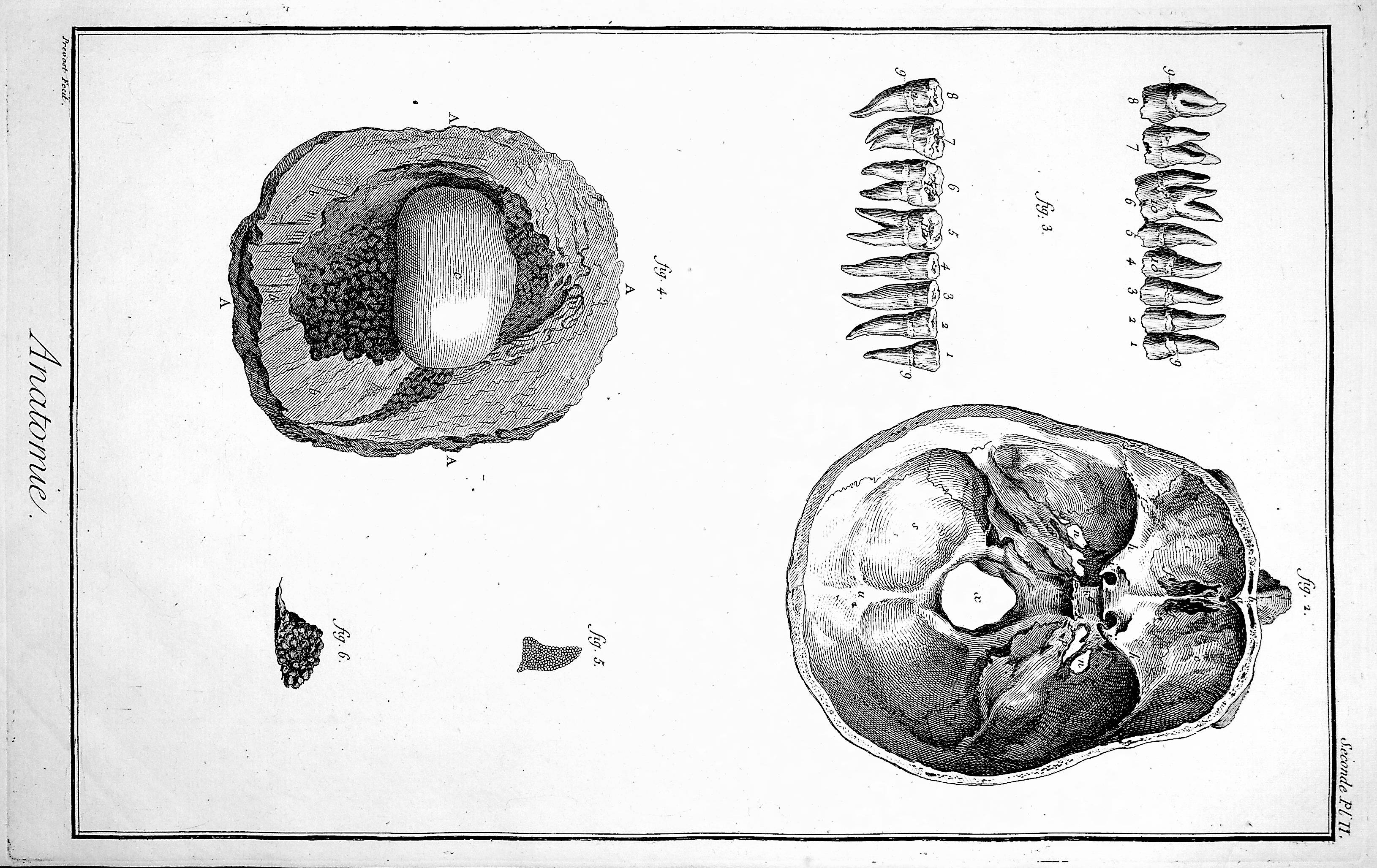 Image for Encyclopedie, Anatomie Plate II No 2. The base of the skull & other details after Havers