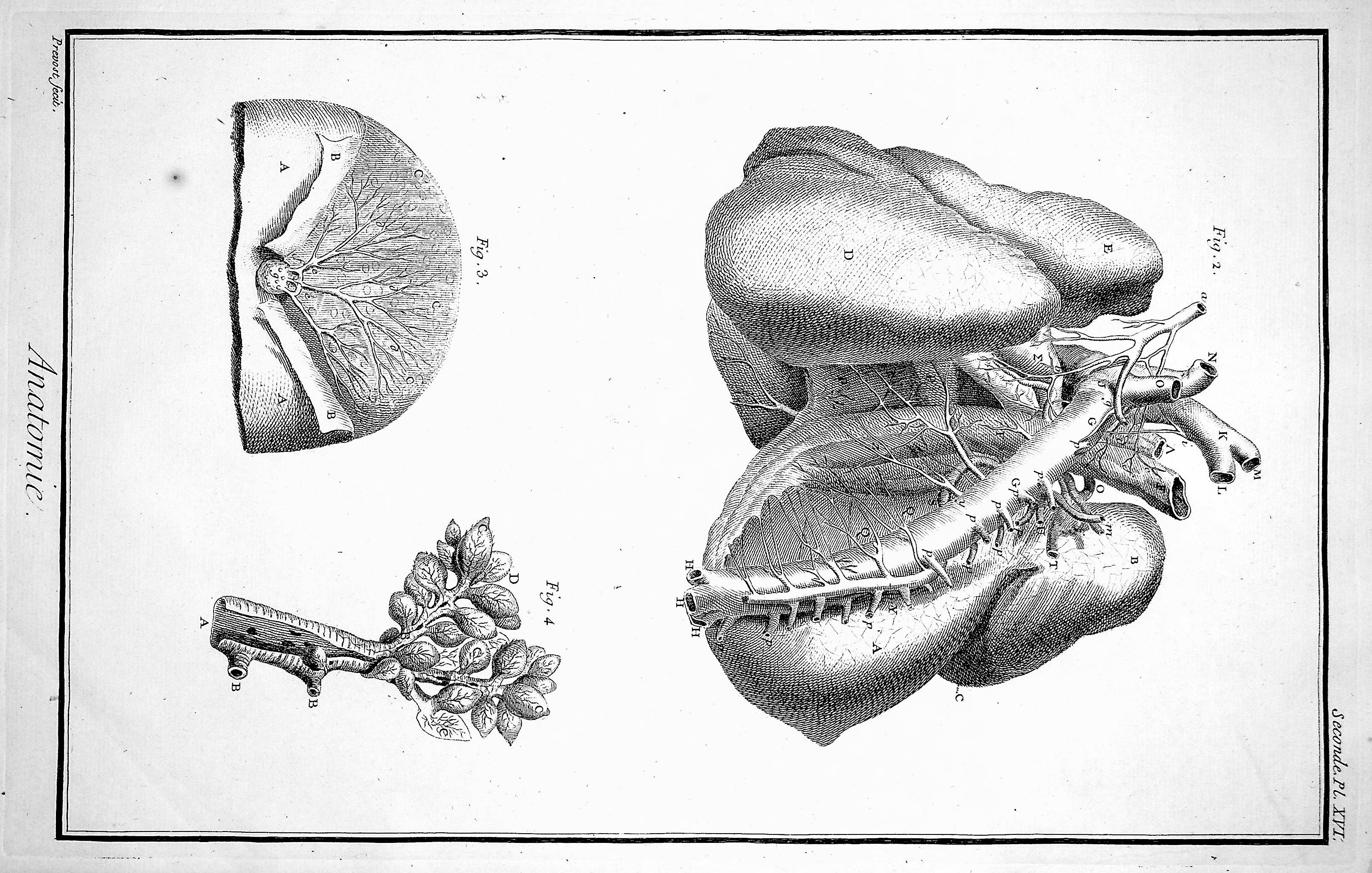 Image for Encyclopedie, Anatomie Plate XVI. Arteries of the chest, after Haller, TOGETHER WITH Plate XVI No 2. Detail of the arteries of the chest, after Haller; mammary gland, after Nuck; & bronchi, after Bidloo