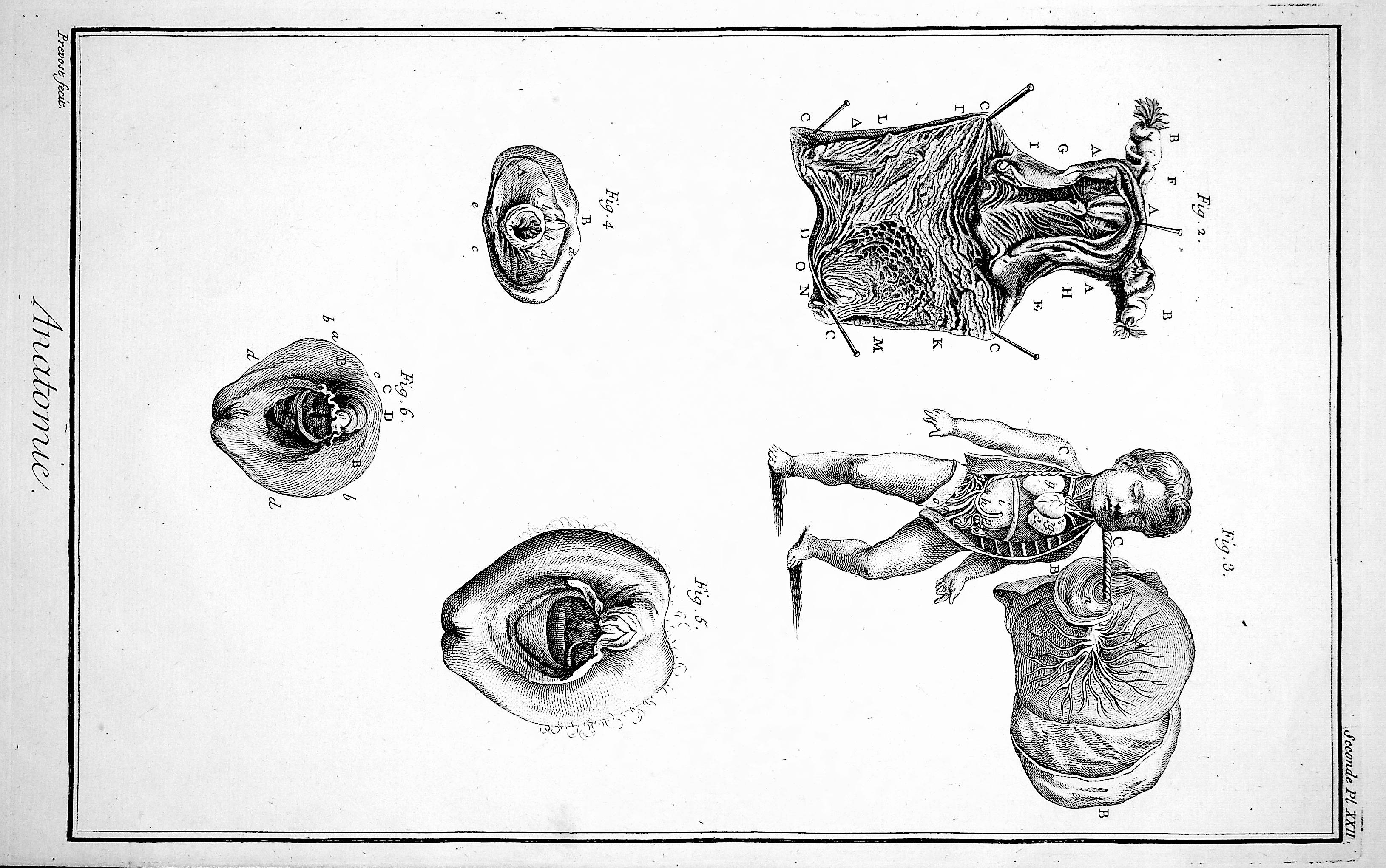 Image for Encyclopedie, Anatomie Plate XXII. The matrix [female reproductive organs], after Haller, TOGETHER WITH Plate XXII No 2. Details of the matrix [and fetus], after Haller, Kulm & Huber
