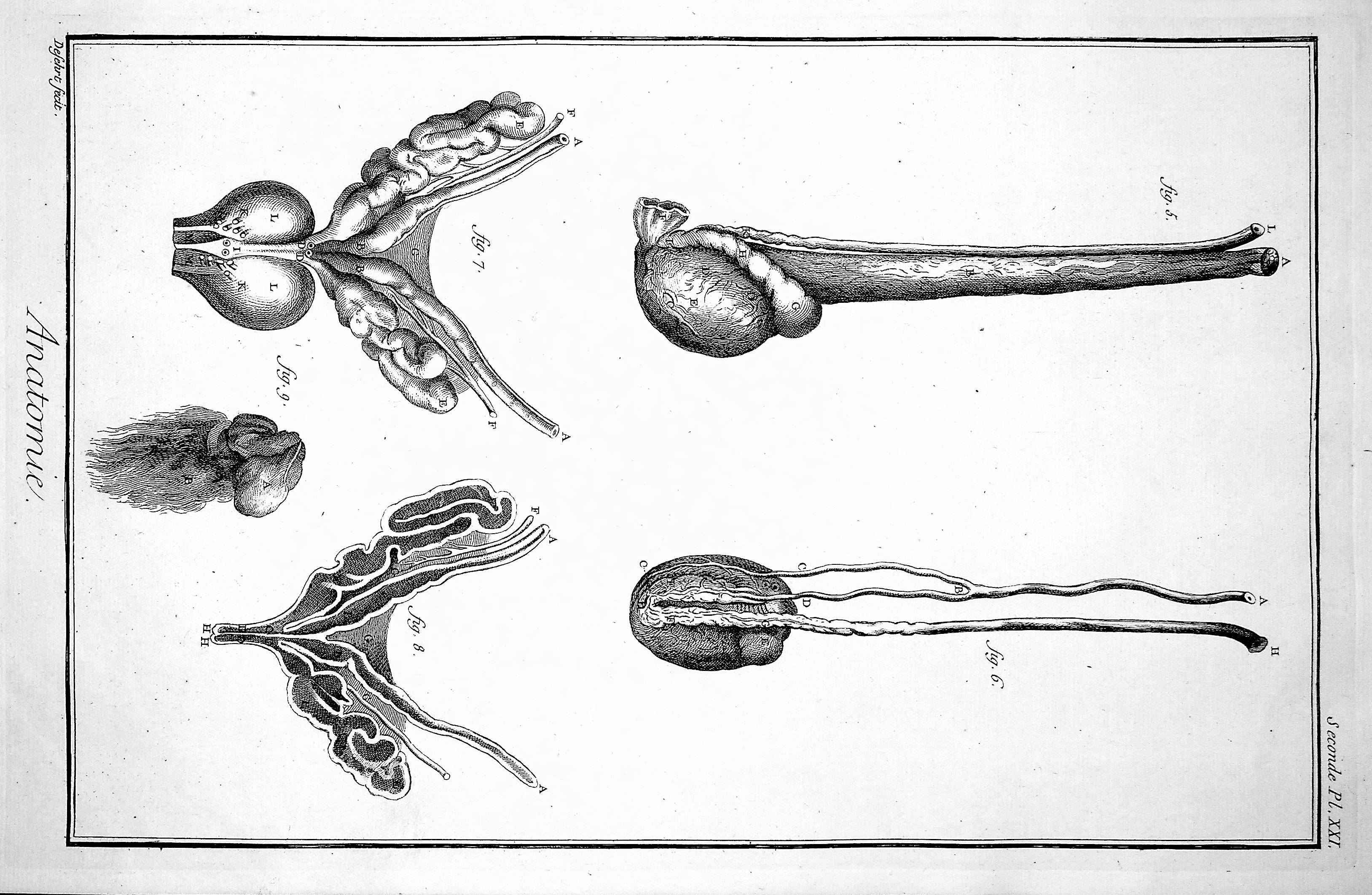 Image for Encyclopedie, Anatomie Plate XXI. The rod [penis], seen from different views, after Ruisch, Heister & Morgagni; TOGETHER WITH Plate XXI No 2. Details of the rod [male reproductive organs], after Graaf & Heister