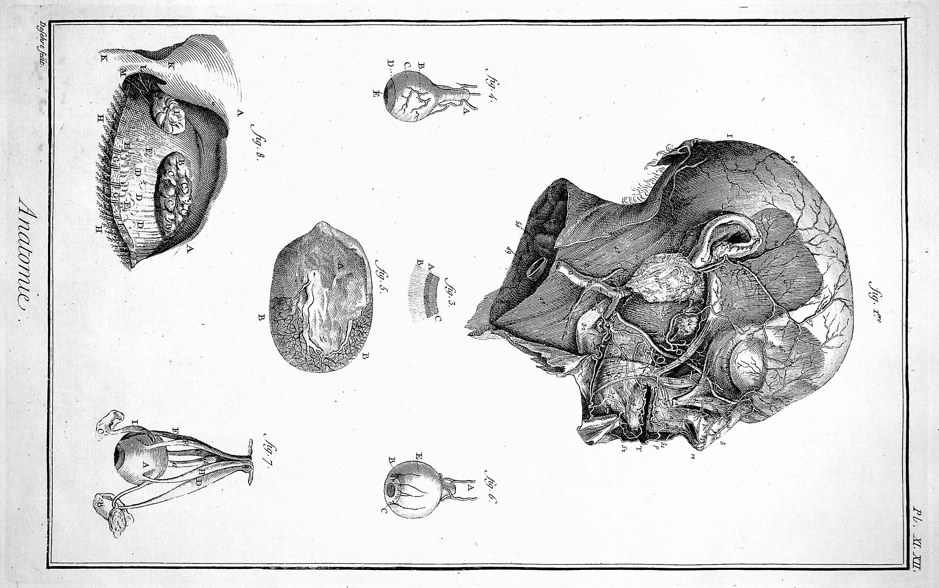 Image for Encyclopedie, Anatomie Plate XI & XII. Arteries of the face, after Haller TOGETHER WITH Plate XI & XII continued