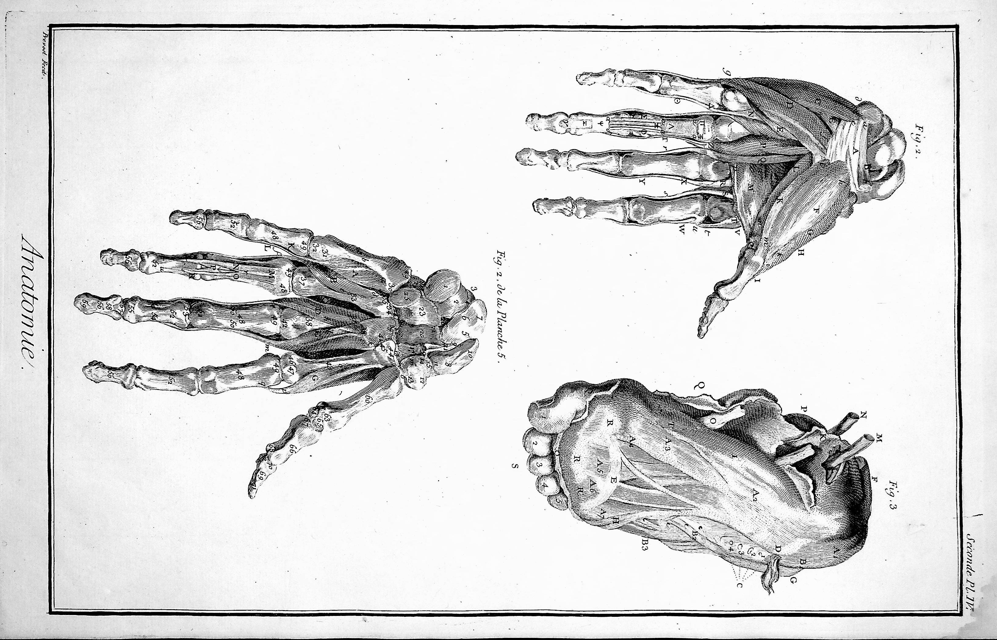 Image for Encyclopedie, Anatomie Plate IV No 2. Hands and feet dissected; TOGETHER WITH Plate VI. The muscles of feet and hands, after Albinus & Courcelles