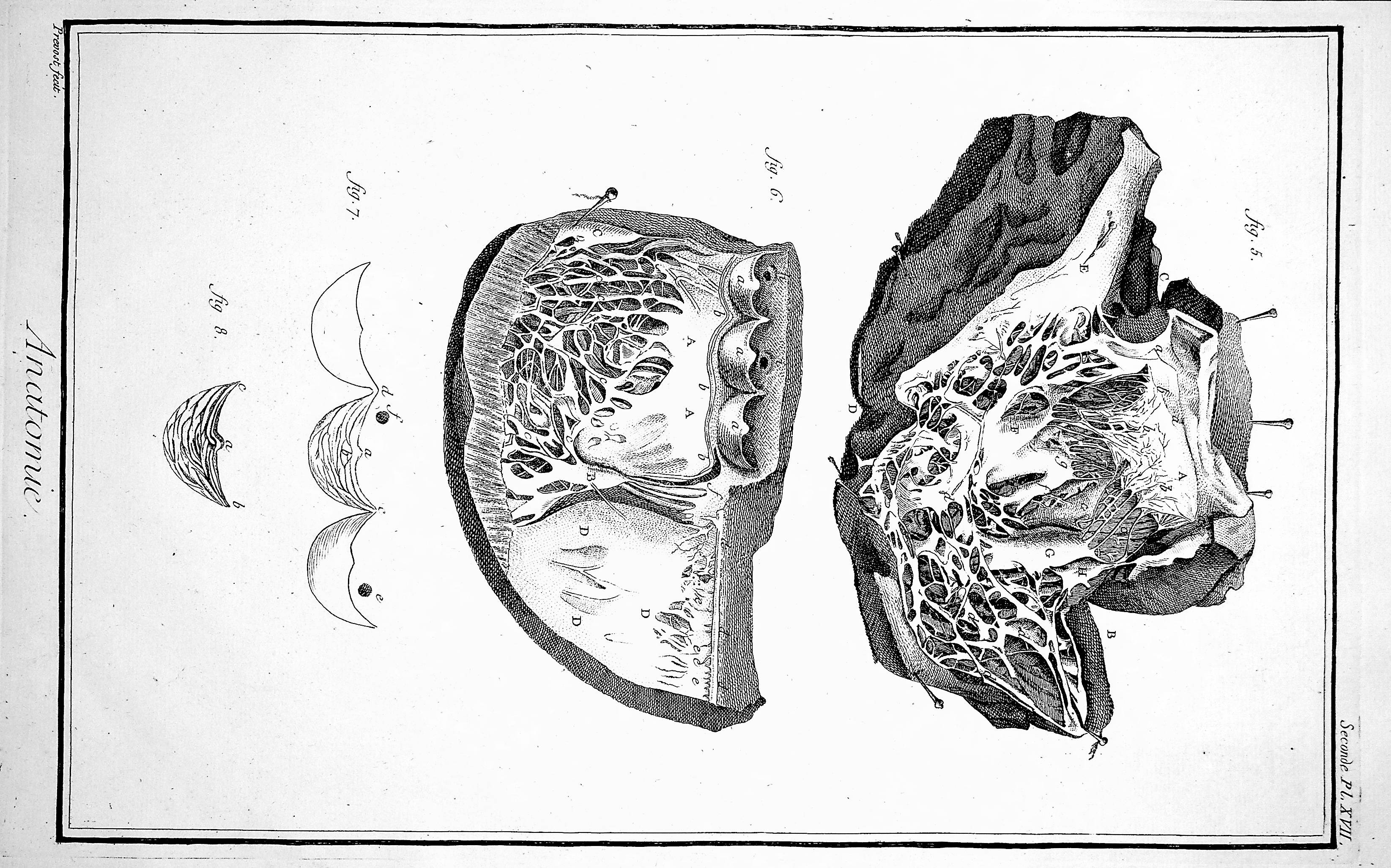 Image for Encyclopedie, Anatomie Plate XVII. The heart, after Mr. Senac; TOGETHER WITH Plate XVII No 2. Details of the heart, after Mr. Senac